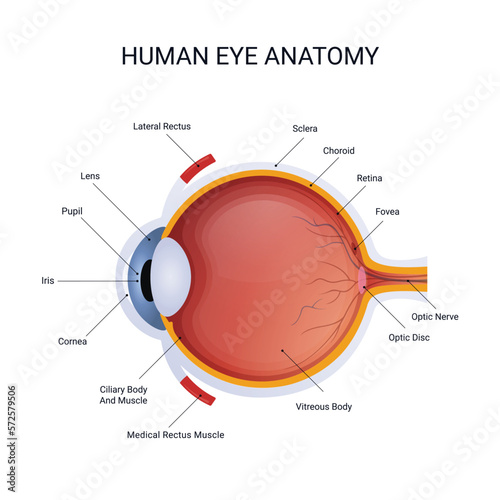 anatomy vector illustration of structure human eye