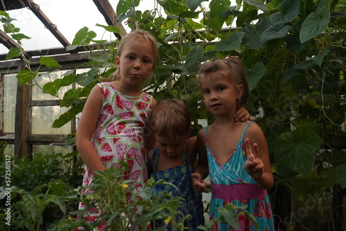 Adorable little girls collecting crop cucumbers and tomatoes in greenhouse