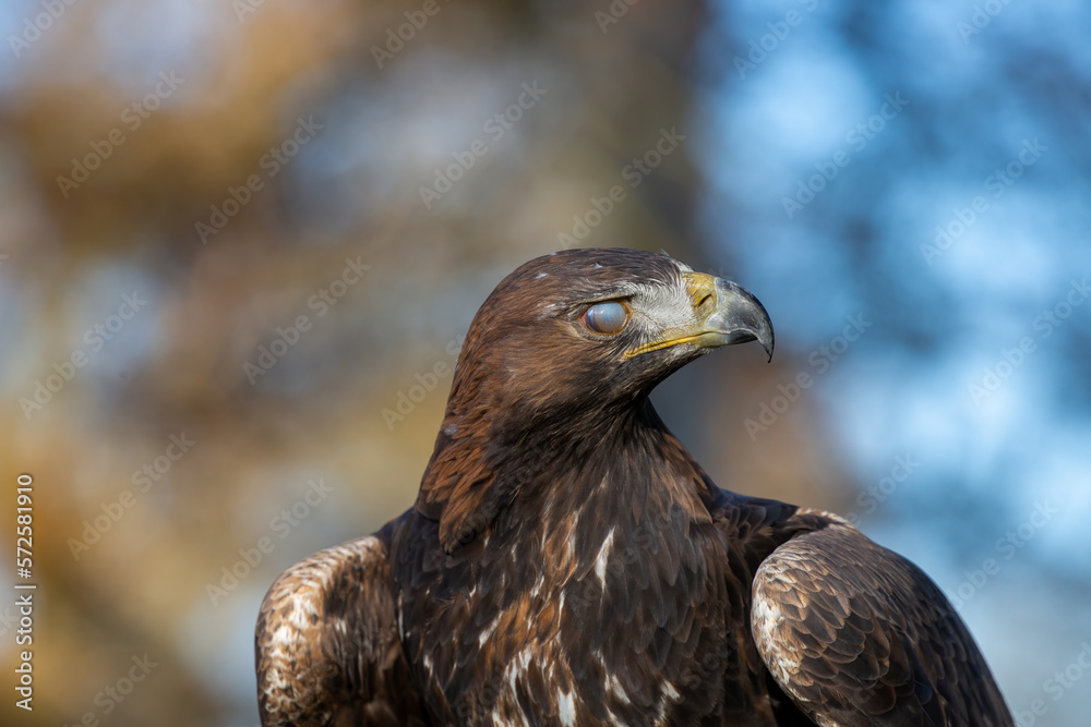 Golden Eagle (Aquila chrysaetos) close up of head, side profile with blinking eye Golden Eagle (Aquila chrysaetos) close up of head, side profile with blinking eye