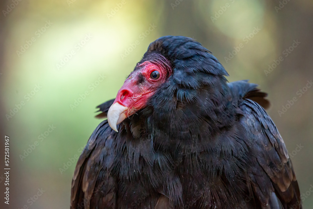 Turkey Vulture (Cathartes aura) with blurred background. Side profile