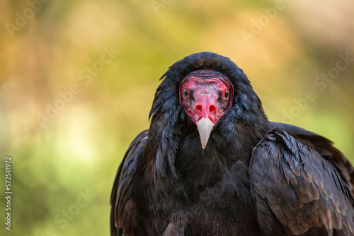 Turkey Vulture (Cathartes aura) with blurred background. Face on looking at camera