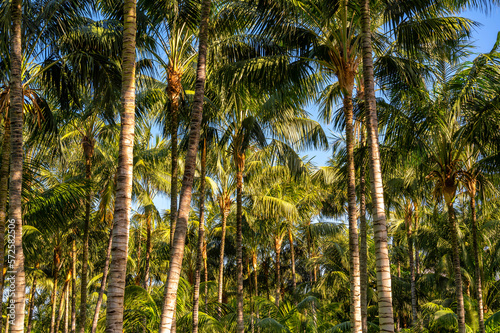 Dichter Wald aus Palmen als exotische Textur