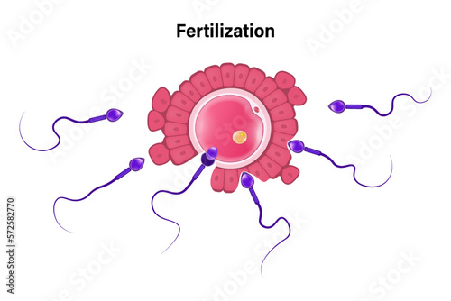 Fertilization egg and sperm cells vector. Ovum and spermatozoon. Reproductive cell. Gamete structure.