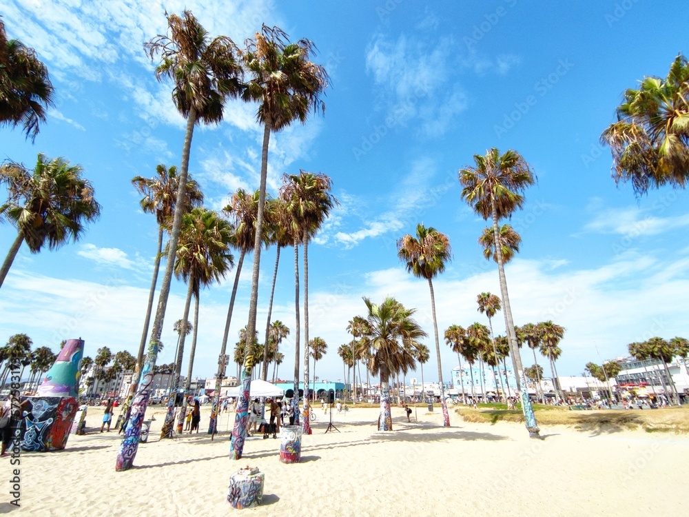 Fototapeta premium palm trees on the beach