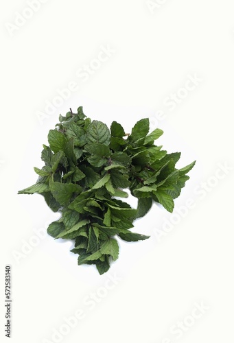Closeup of Mint Leaves or Pudina Leaves Isolated on White Background in Vertical Orientation