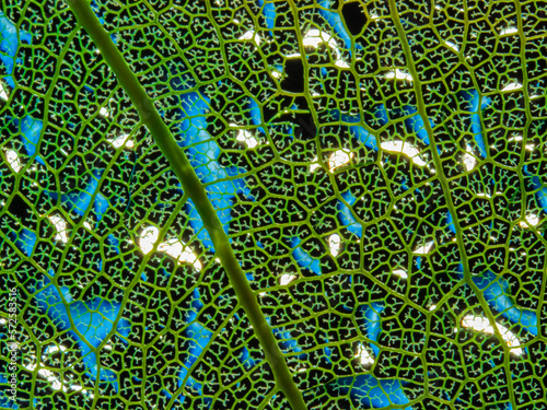 feaf skeleton with rain drops - macro photograph