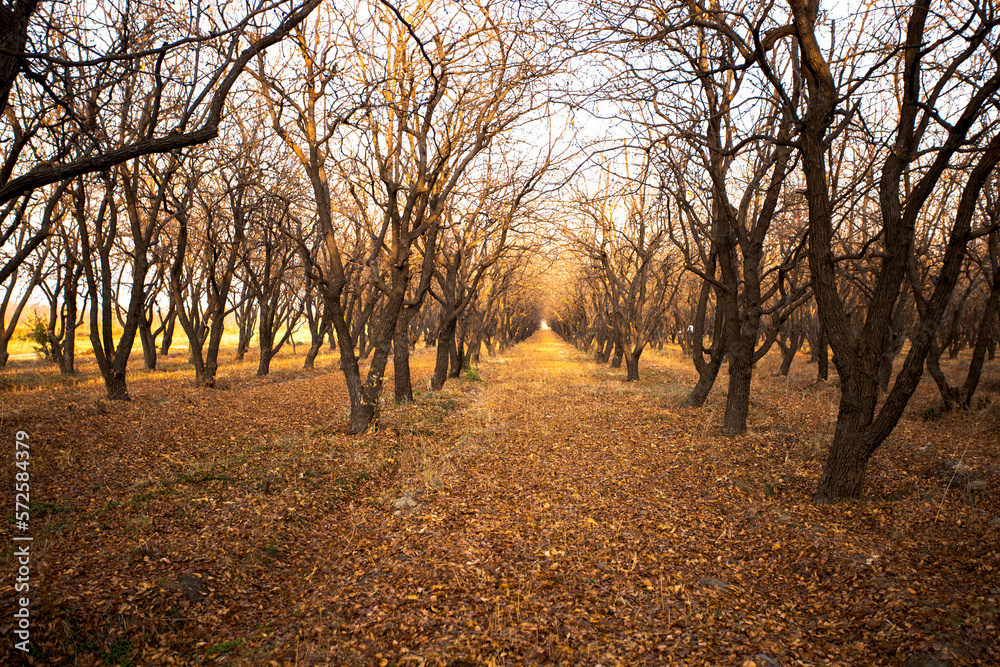 Autumn, trees, Autumn, trees,