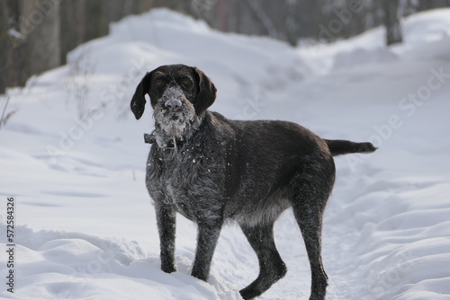 Hunting dog German breed Drathaar, hard wire hair in winter on the street against the background of white snow.