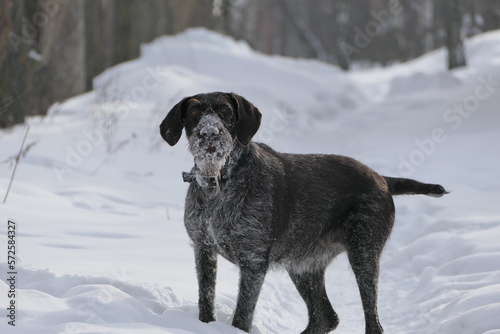 Hunting dog German breed Drathaar, hard wire hair in winter on the street against the background of white snow.