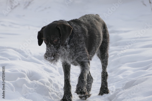 Hunting dog German breed Drathaar, hard wire hair in winter on the street against the background of white snow.