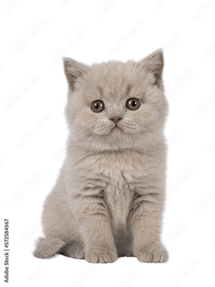Adorable lilac British Shorthair cat kitten, sitting up facing front. Looking straight to camera. Isolated cutout on a transparent background.
