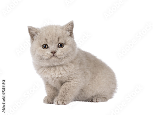 Adorable lilac British Shorthair cat kitten, sitting up side ways. Looking straight to camera. Isolated cutout on a transparent background.