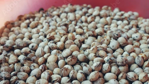 Dried cherry pits. Preparation of seeds for planting photo