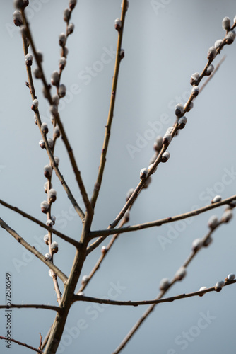 Blooming willow with catkins. The first signs of spring in nature. Flowering willow, hairy buds on thin twigs.