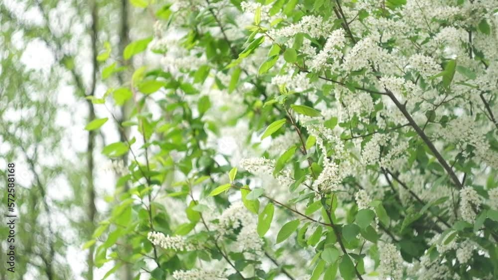 Bird-cherry tree in full bloom. Bird cherry flowers close up on blurred green background. Flowering Prunus Avium Tree with White Little Blossoms. View of a blooming in Spring. Copy space for text. Bird-cherry tree in full bloom. Bird cherry flowers close up on blurred green background. Flowering Prunus Avium Tree with White Little Blossoms. View of a blooming in Spring. Copy space for text.