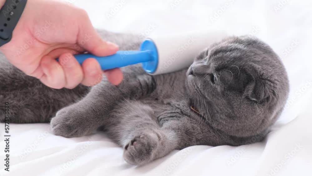 Removing hair from a gray cat with a sticky roller. The molting period