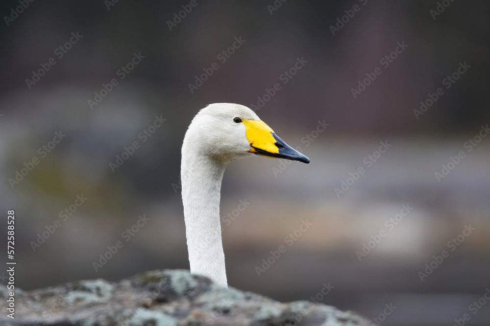 Whooper swan (Cygnus cygnus) closeup looking behind a rock in spring. Whooper swan (Cygnus cygnus) closeup looking behind a rock in spring.