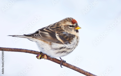 Common redpoll (Acanthis flammea) sitting on a branch in winter. 