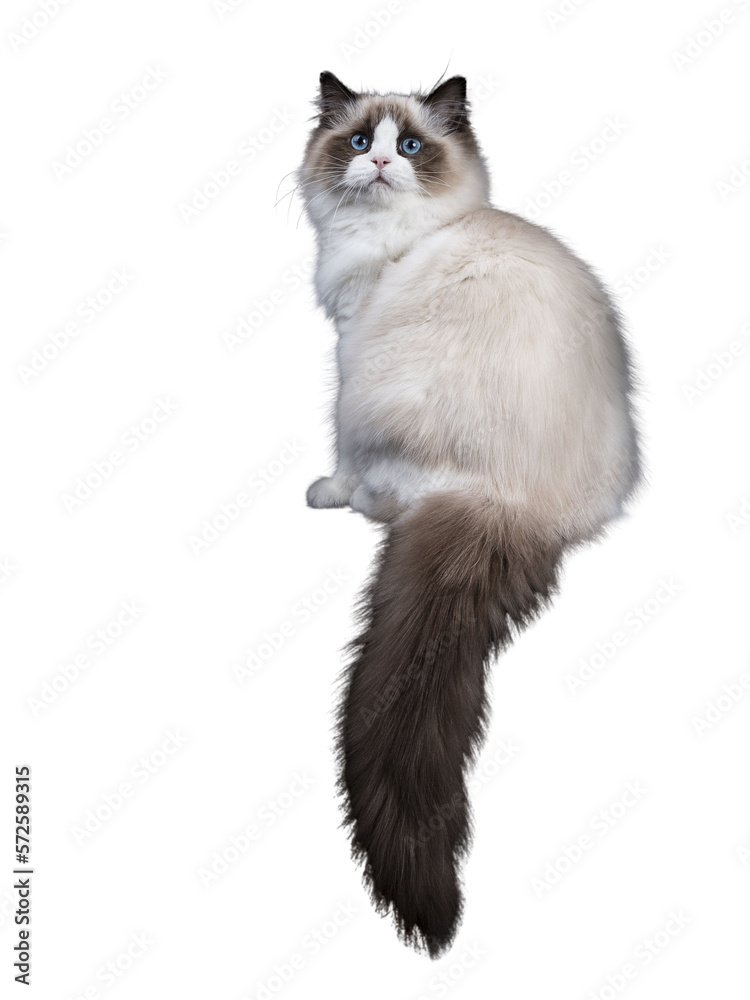 Young adult Ragdoll cat in glamour pose isolated cutout on transparent background FROM DARK BACKGROUND with tail hanging down from edge