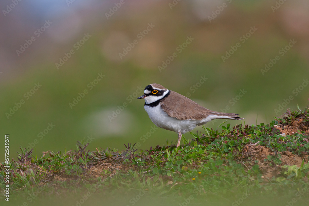 Charadrius dubius (little-ringed plover) posting in nature of Turkey Charadrius dubius (little-ringed plover) posting in nature of Turkey