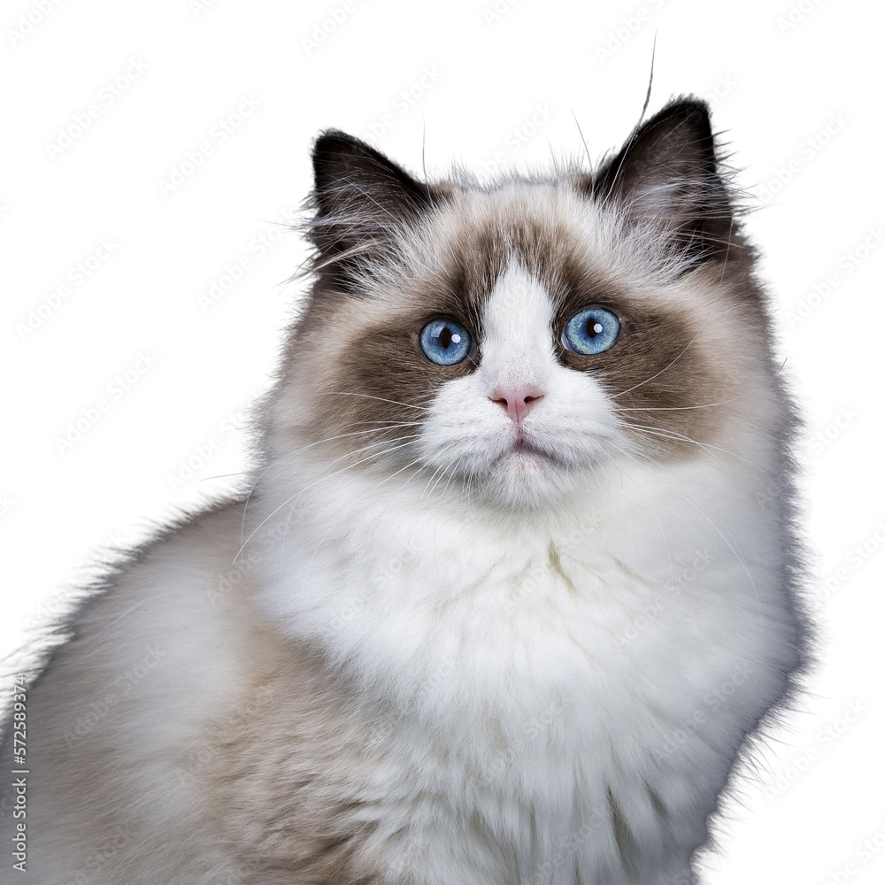 Head shot of young adult Ragdoll cat isolated cutout on transparent background FROM DARK BACKGROUND