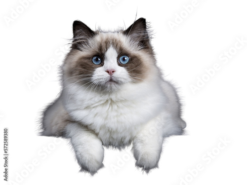 Young adult Ragdoll cat laying isolated cutout on transparent background FROM DARK BACKGROUND with paws hanging over edge