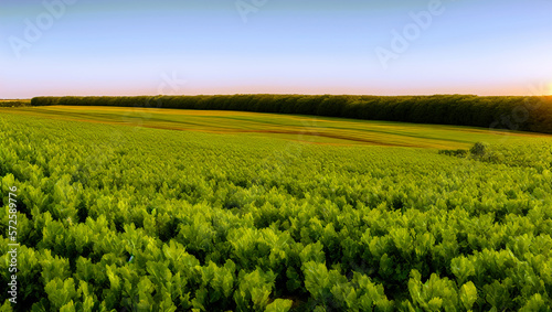Peaceful Farm Land With Canola or Rapeseed Oil Plant Crops At Sunrise or Sunset Growing Food in the Country Side With Wide-Angle Dramatic Colorful Twilight Clear Sky Produced by Generative AI