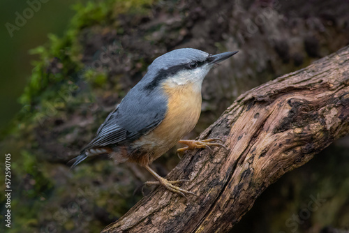 A close up of a nuthatch, Sitta europaea, as it perches on an old log looking for food