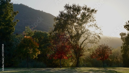 Light through leaves