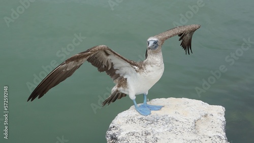 Galapagos, blue footed boobies bird