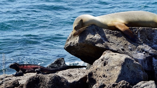 Galapagos, sea lion and marine iguana