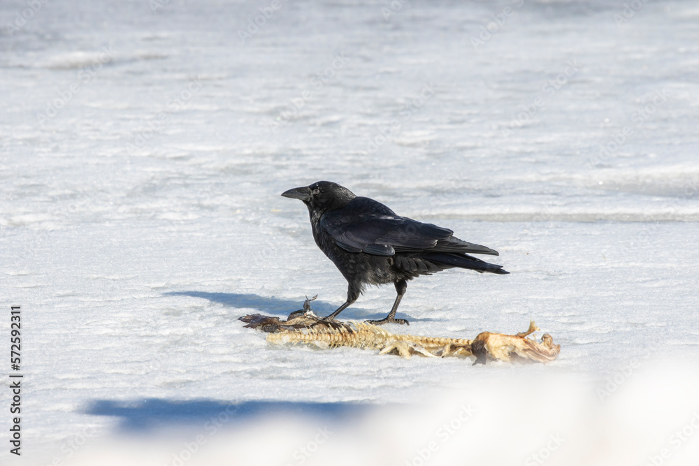 The American crow (Corvus brachyrhynchos) eating the rest of the fish The American crow (Corvus brachyrhynchos) eating the rest of the fish