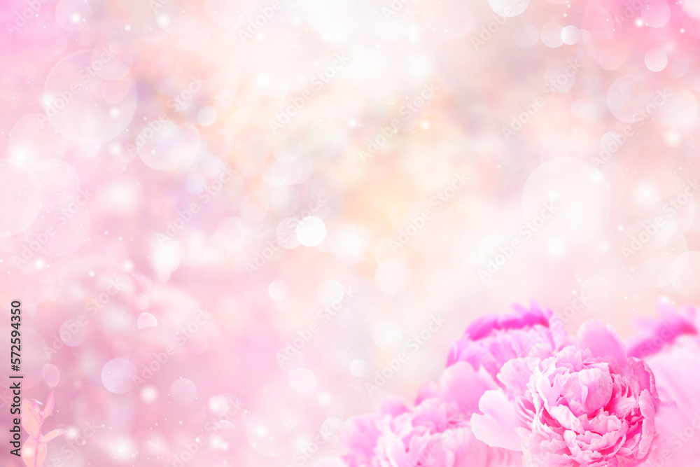 peony flowers on pink background with bokeh