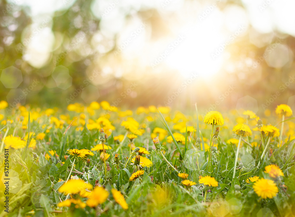 field with dandelions in the spring in the sun