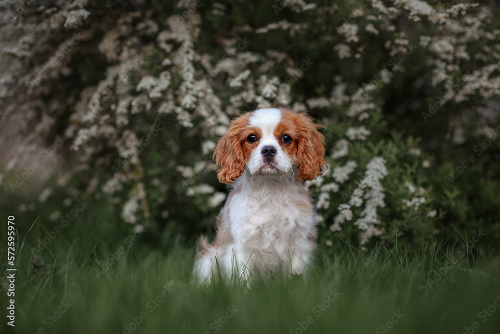 dog happy puppy cavalier king charles spaniel in spring in the park near violet flowers at sunset