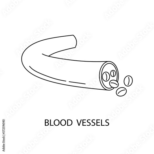 Blood vessels line icon with vein and molecules. Human circulatory system in minimal linear design for health care and science. Vector illustration