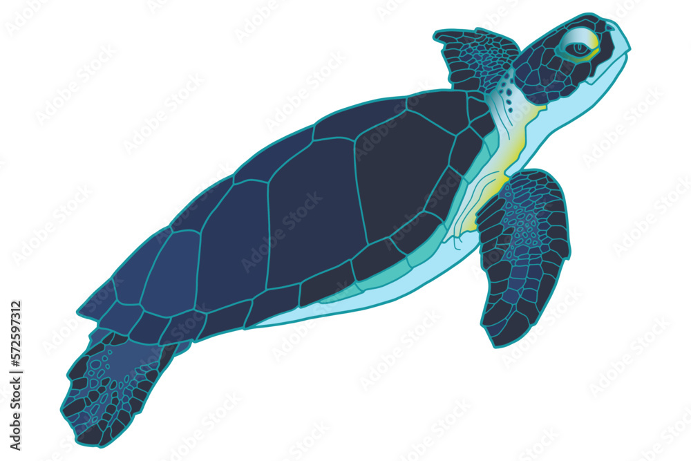 Vector illustration of a realistic design. Sea turtle with a red shell ...