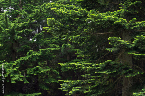 Lush green branches of Pacific silver fir (Abies amabilis) in the right and Western hemlock (Tsuga heterophylla) in the left. photo