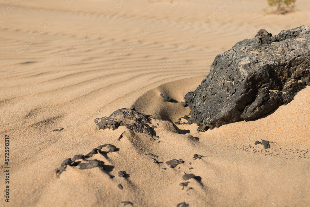 Obraz premium Beautiful desert landscape of a white sand beach, with desert plants. Fuerteventura, Canary Islands, Spain