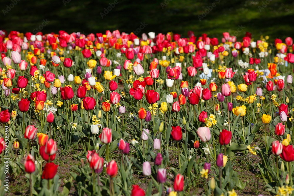 Bunt blühendeTulpen,  (Tulipa), Blumenbeet, Deutschland