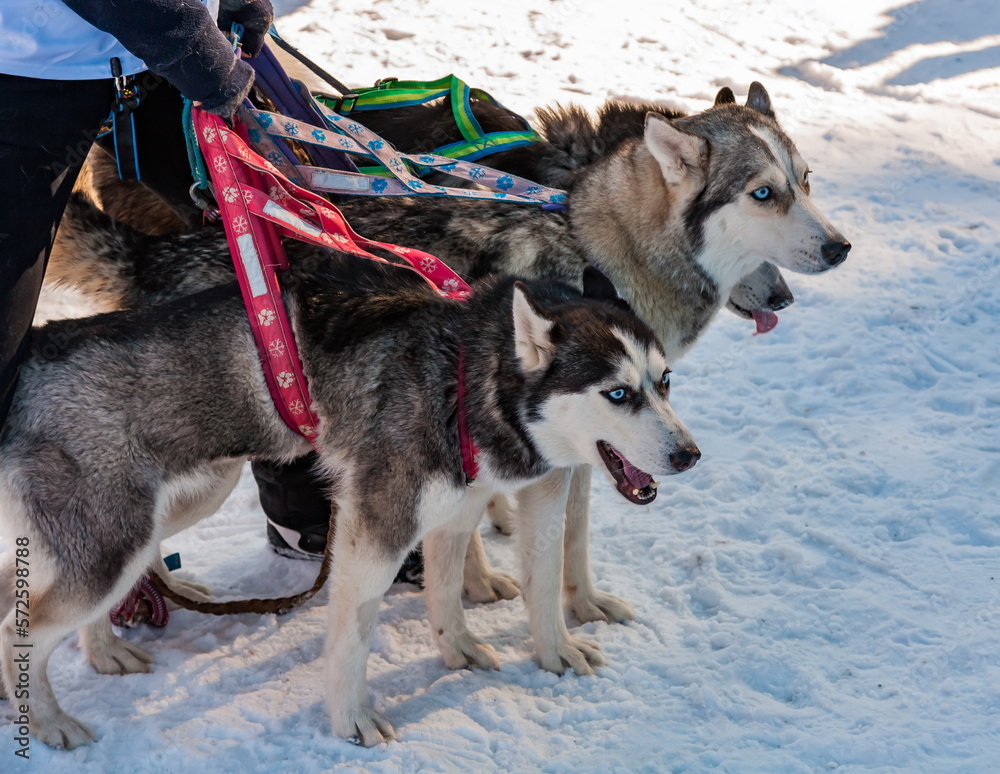 Husky sled dogs in harness close-up at competitions in winter Husky sled dogs in harness close-up at competitions in winter