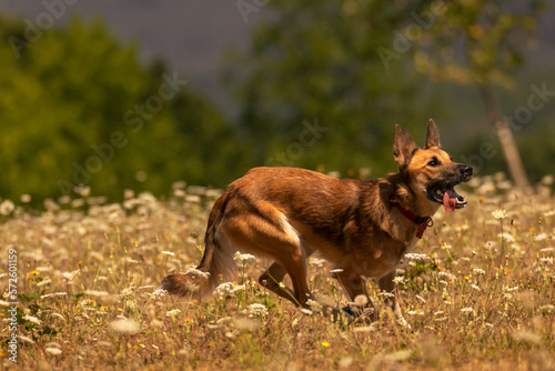 Fototapeta Naklejka Na Ścianę i Meble -  dog running in the field