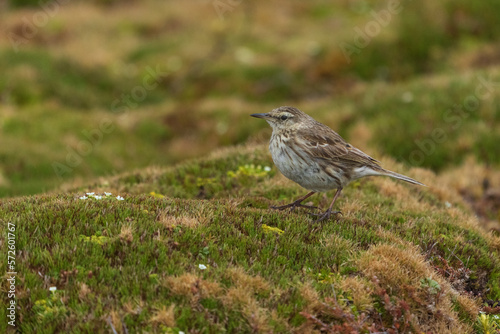 New Zealand pipit (Anthus novaeseelandiae) photo