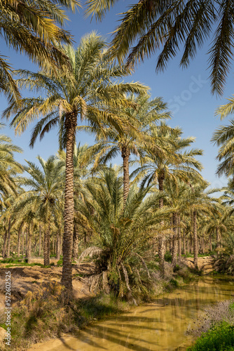 Date Palm Plantation, Abpakhsh, Bushehr, Iran