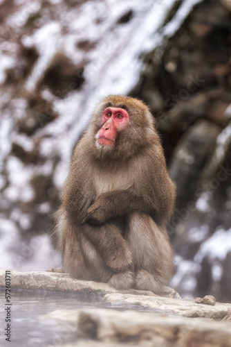 Snow monkey in Jigokudani monkey park