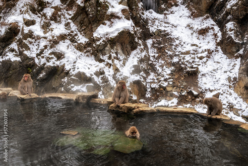 Photography Snow monkey in Jigokudani monkey park