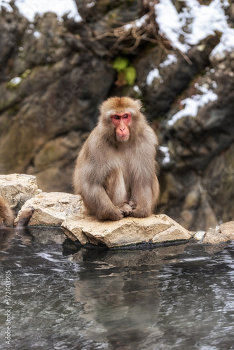 Snow monkey in Jigokudani monkey park © aaron90311
