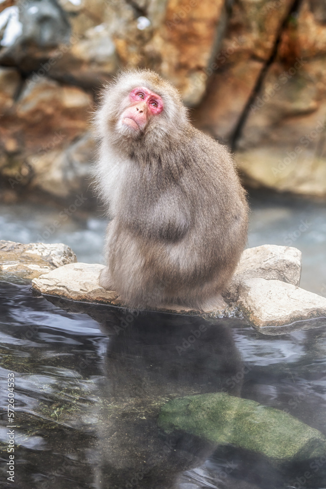 Obraz premium Snow monkey in Jigokudani monkey park