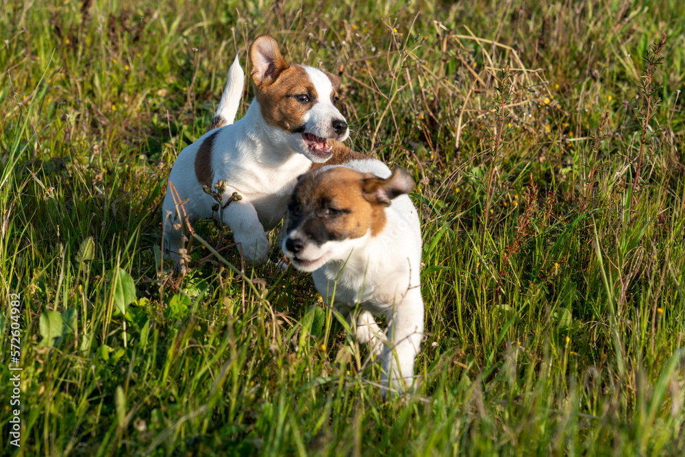 Puppies of jack Russell Terrier