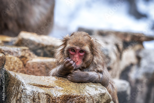 Snow monkey in Jigokudani monkey park photo